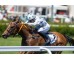  Carrera: P.Nertal Monta: V.Janacek Caballo: Tacarib Bay